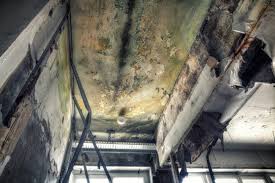 Mold Documentation for Insurance Claims in Palmetto Bay, FL